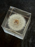 R- Sola Cube, Dandelion
